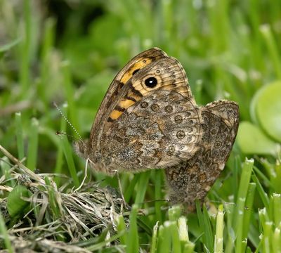 Wall Brown (Lasiommata megera)