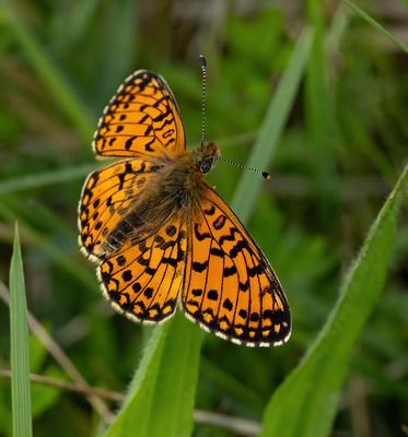 Small Pearl-bordered Fritillary (Boloria selene)