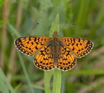 Small Pearl-bordered Fritillary (Boloria selene)