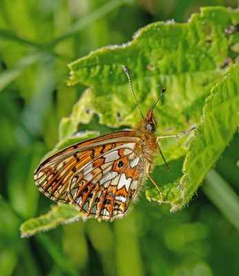 Small Pearl-bordered Fritillary (Boloria selene)