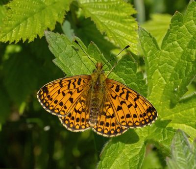 Small Pearl-bordered Fritillary (Boloria selene)