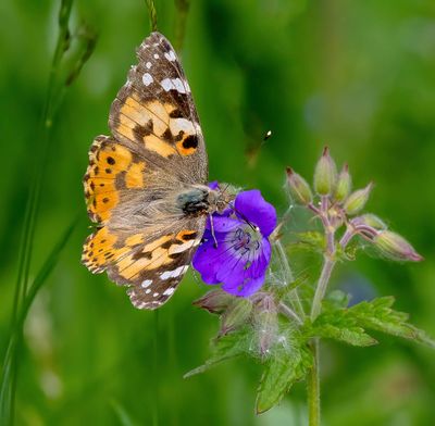 Painted Lady (Vanessa (Cynthia) cardui)