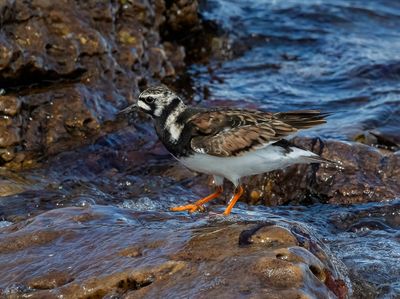Turnstone