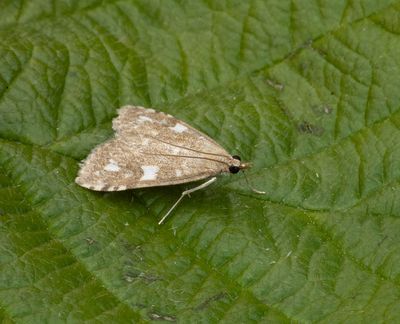 Udea olivalis