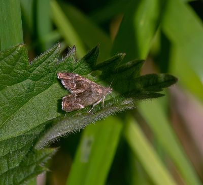 Nettle tap (Anthophila fabriciana)