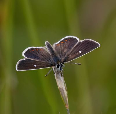Northern Brown Argus (Aricia artaxerxes)