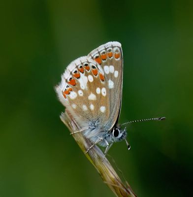 Northern Brown Argus (Aricia artaxerxes)