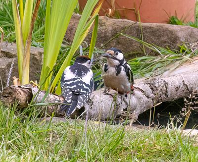 Great-spotted Woodpecker