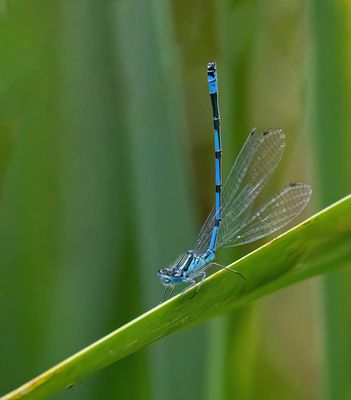 Azure Damselfly (Coenagrion paella)