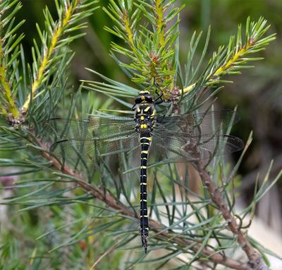 Golden-ringed dragonfly (Cordulegaster boltonii)