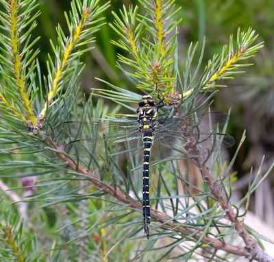 Golden-ringed dragonfly (Cordulegaster boltonii)