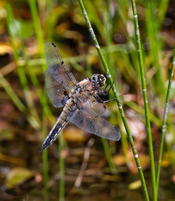 Four-spotted Chaser (Libellula quadrimaculata)