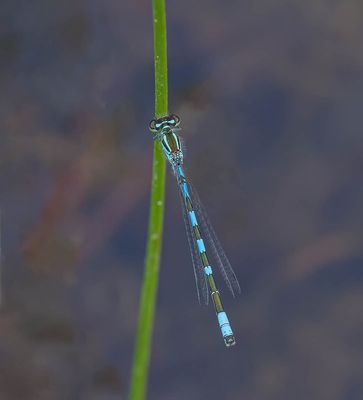 Northern damselfly (Coenagrion hastulatum)
