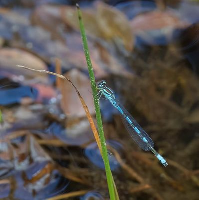 Northern damselfly (Coenagrion hastulatum)