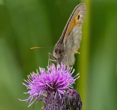 Meadow Brown (Maniola jurtina)