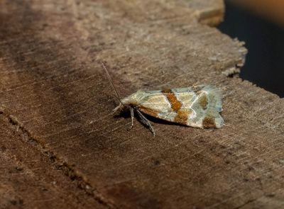 Aethes cnicana