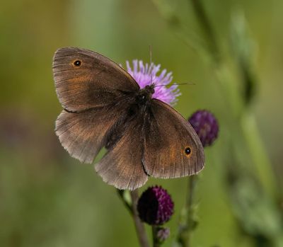 Meadow Brown (Maniola jurtina)