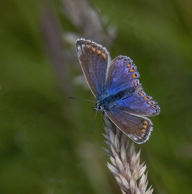 Common Blue (Polyommatus icarus)