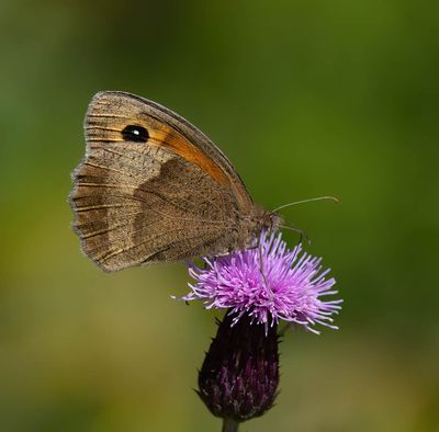 Meadow Brown (Maniola jurtina)