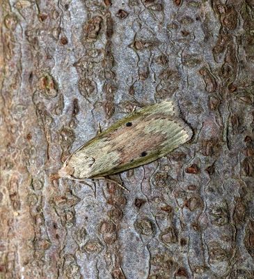 Bee Moth (Aphomia sociella)
