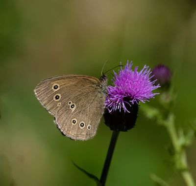 Ringlet (Aphantopus hyperantus)