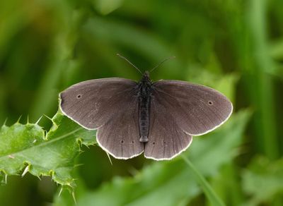Ringlet (Aphantopus hyperantus)