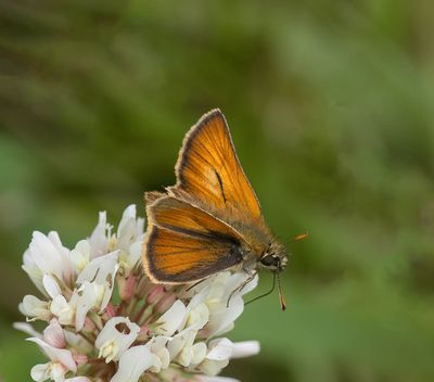 Small Skipper (Thymelicus sylvestris)