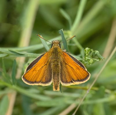 Small Skipper (Thymelicus sylvestris)