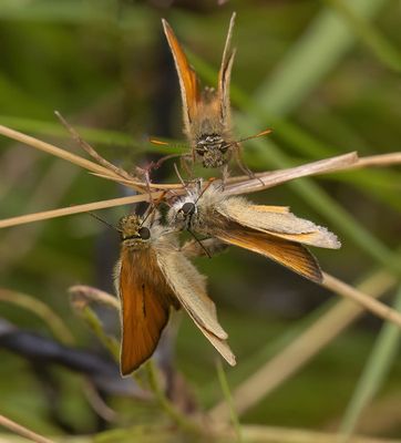 Small Skipper (Thymelicus sylvestris)