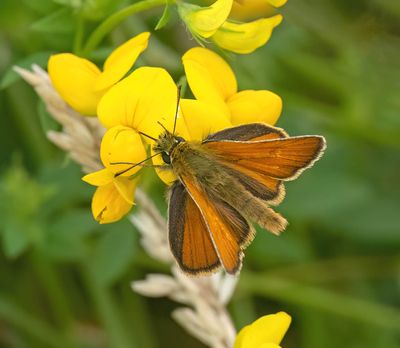 Small Skipper (Thymelicus sylvestris)