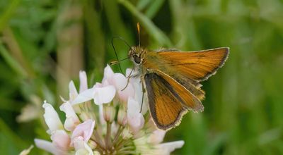 Small Skipper (Thymelicus sylvestris)