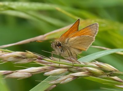 Small Skipper (Thymelicus sylvestris)