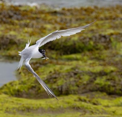 Sandwich Tern