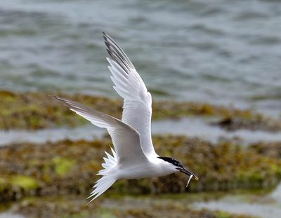 Sandwich Tern