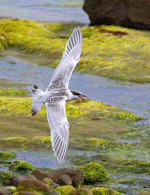 Sandwich Tern (juvenile)