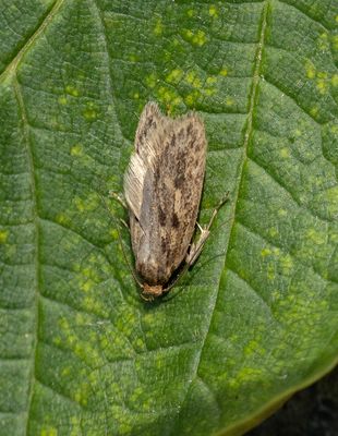 Agapeta hamana