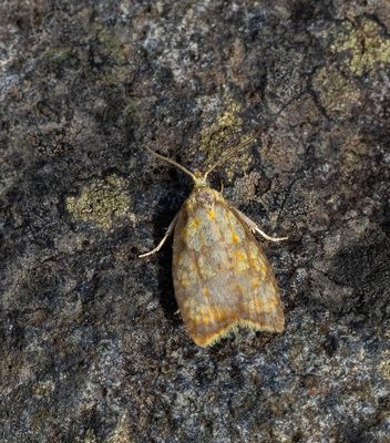 MICRO MOTHS