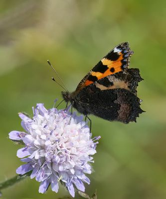 Small Tortoiseshell (Aglais urticae)