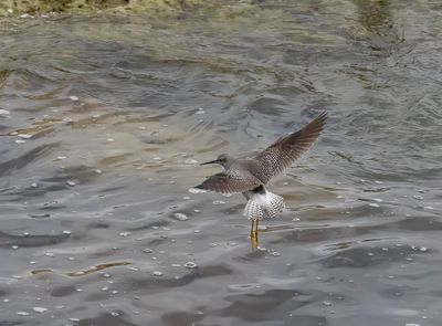 Lesser Yellowlegs
