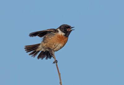 Stonechat