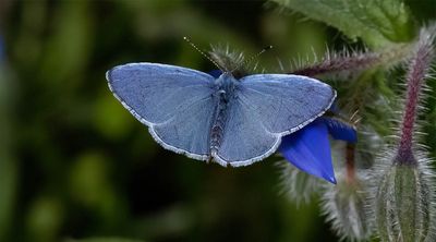 Holly Blue (Celastrina argiolus)