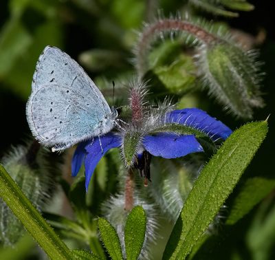 Holly Blue (Celastrina argiolus)