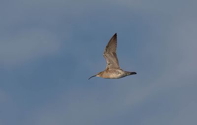 Whimbrel