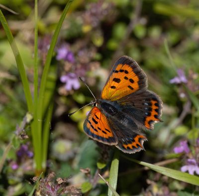 Small Copper (Lycaena phlaeas eleus)