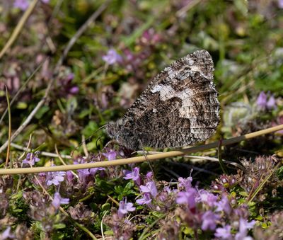 Grayling (Hipparchia semele)