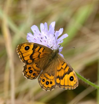 Wall Brown (Lasiommata megera)