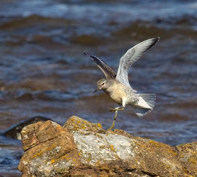 Knot (juvenile)