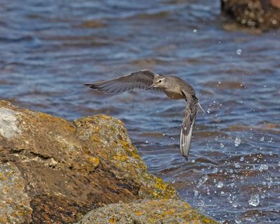 Knot (juvenile)
