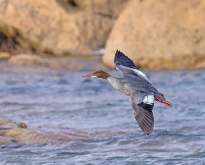 Goosander