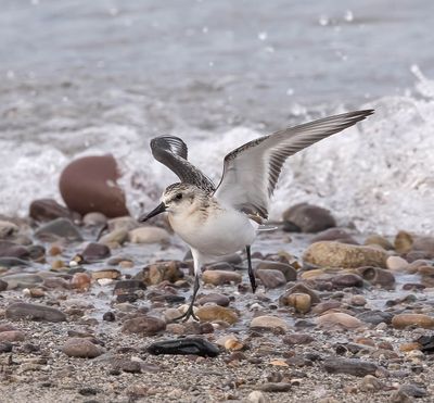 Sanderling (juvenile)